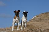 FOX TERRIER POIL LISSE 218